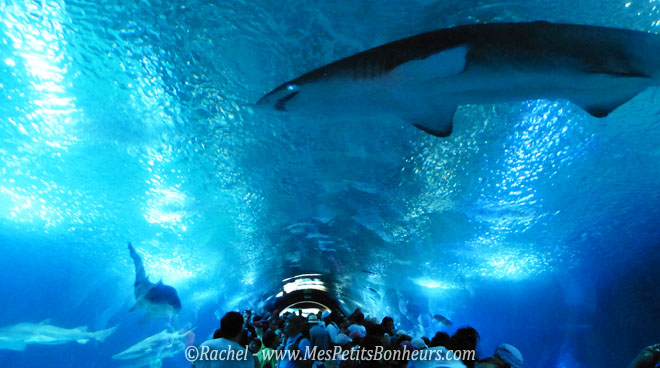 requin dans le tunnel