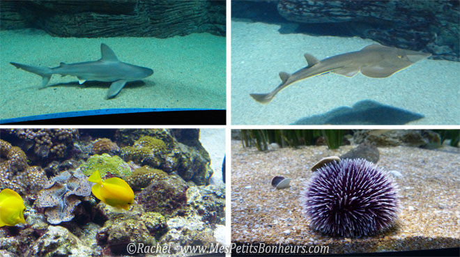 requin raie oursin et poissons jaunes