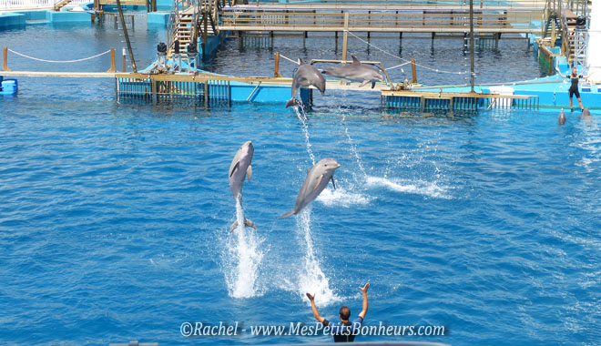 spectacle dauphins