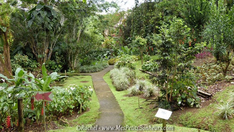 végétation tropicale jardin botanique Valombreuse Guadeloupe