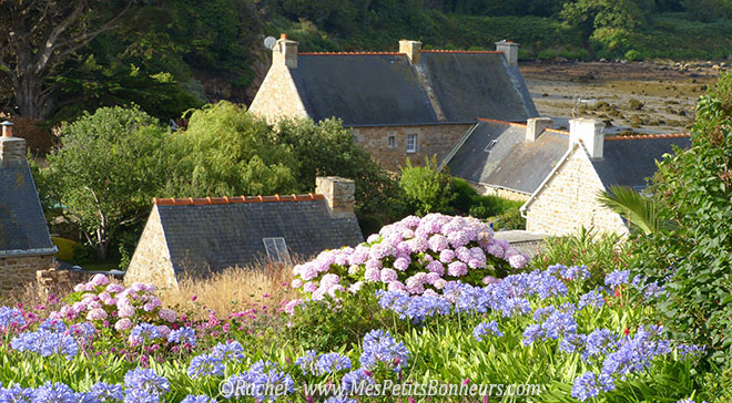 agapanthes hortensias et maisons bretonnes