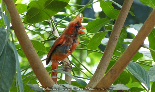 oiseau orange huppé