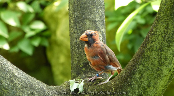 oiseau orange serre jungle du papillorama