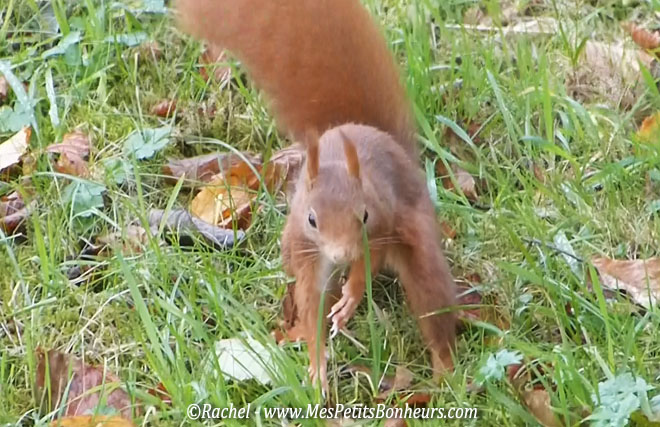 ecureuil cherche noix