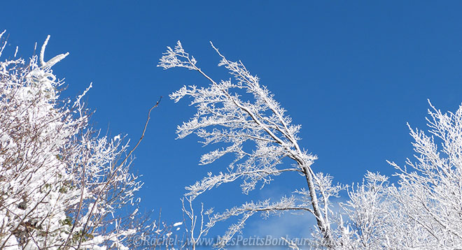 ciel bleu et arbre blanc