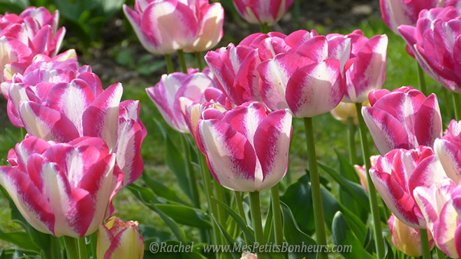 tulipes mauves