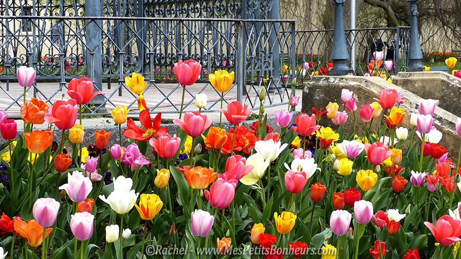 tulipes multicolores kiosque morges