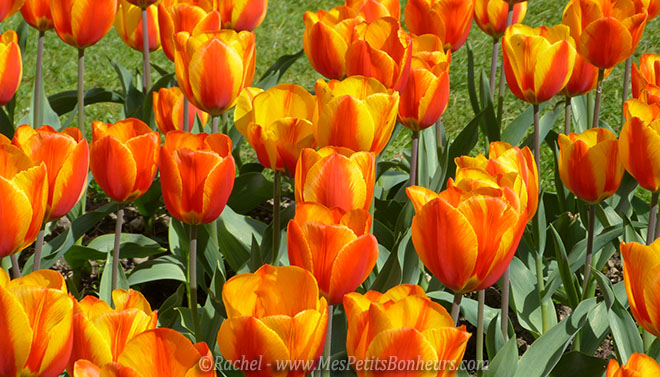 tulipes orange et jaune