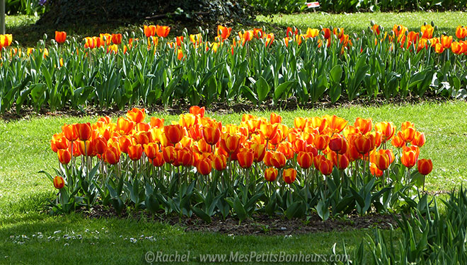 tulipes oranges et jaunes