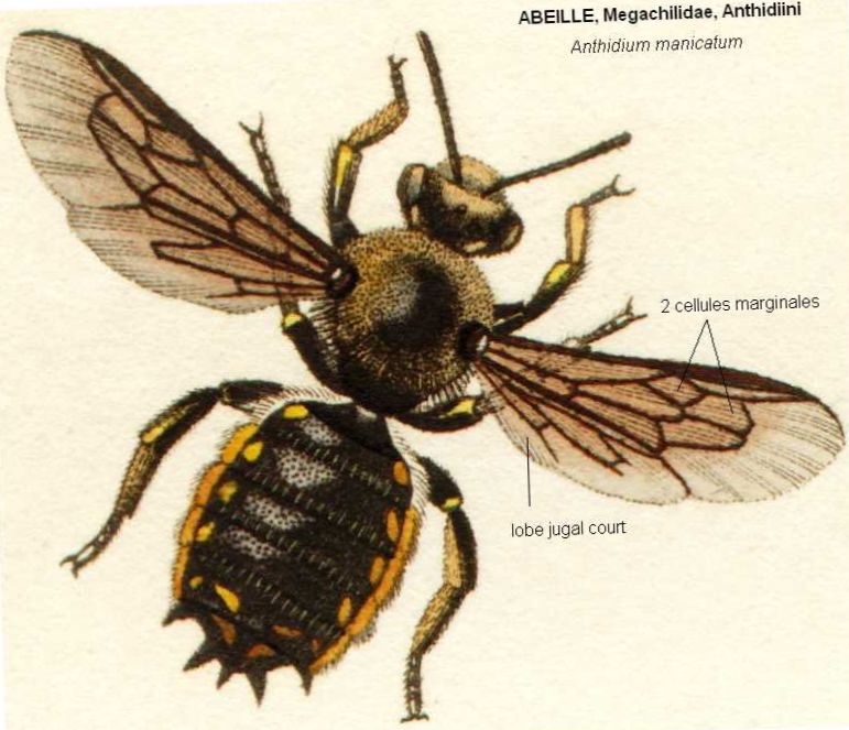 abeille sans ailes
