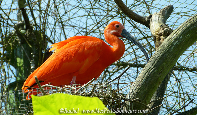 ibis rouge volière du Pal