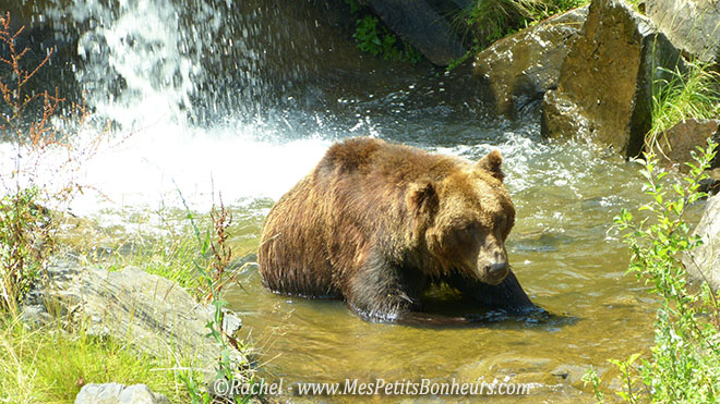 ours dans l'eau