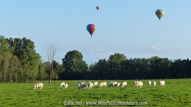 montgolfieres survolant les prés aux vaches
