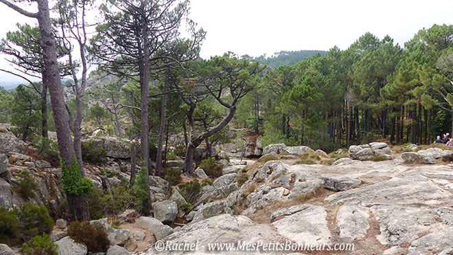 paysage roches et pins balade cascade