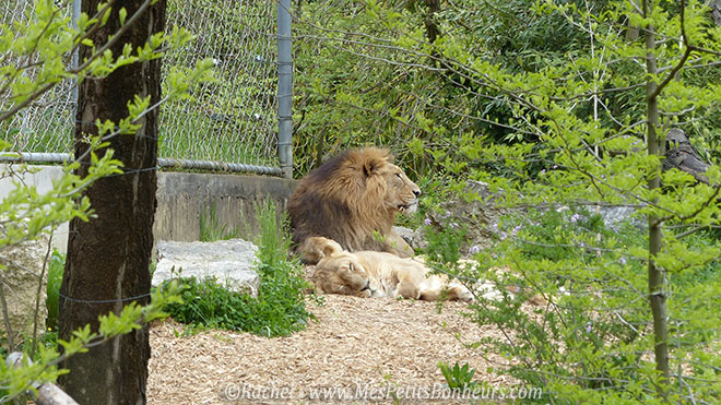 lions parc tete d'or Lyon