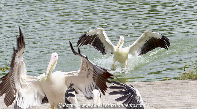 amerrissage d'un pelican
