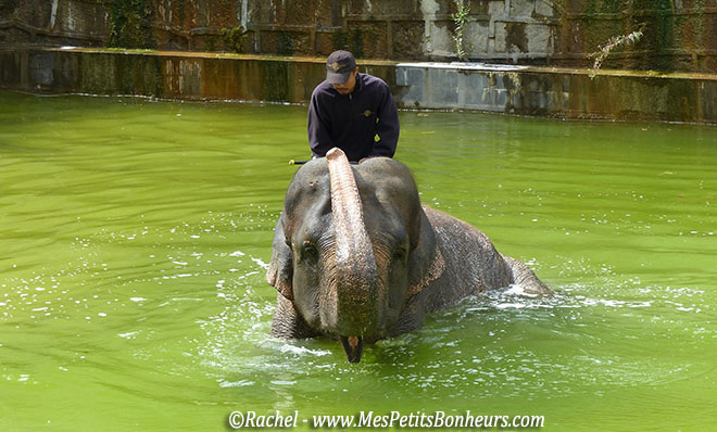 bain de l'éléphant