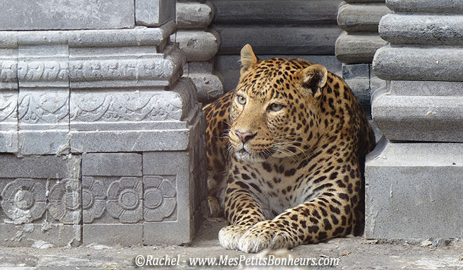 leopard dans les colonnes