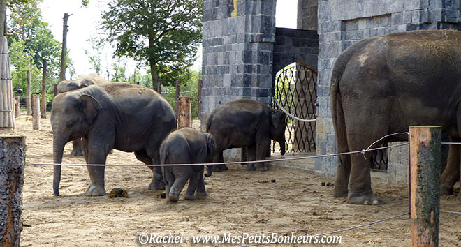 pairi daiza famille elephants