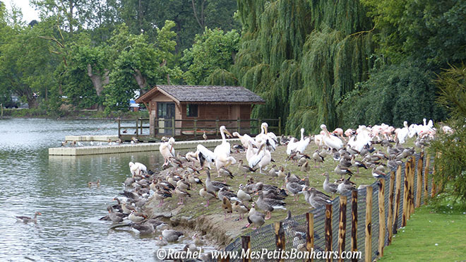 pelicans et galinacées