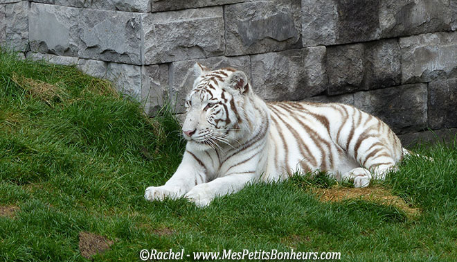 tigre blanc pairi daiza