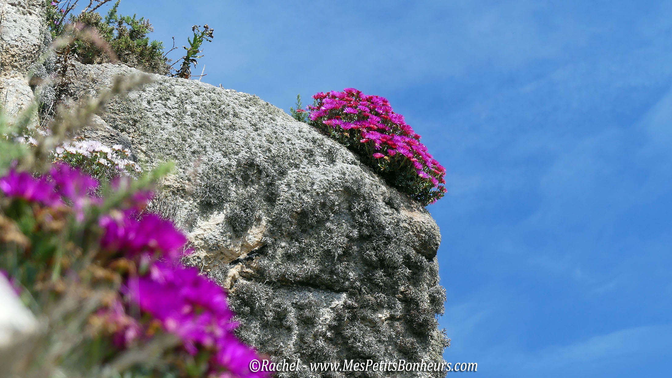 fleurs sur rocher de granit