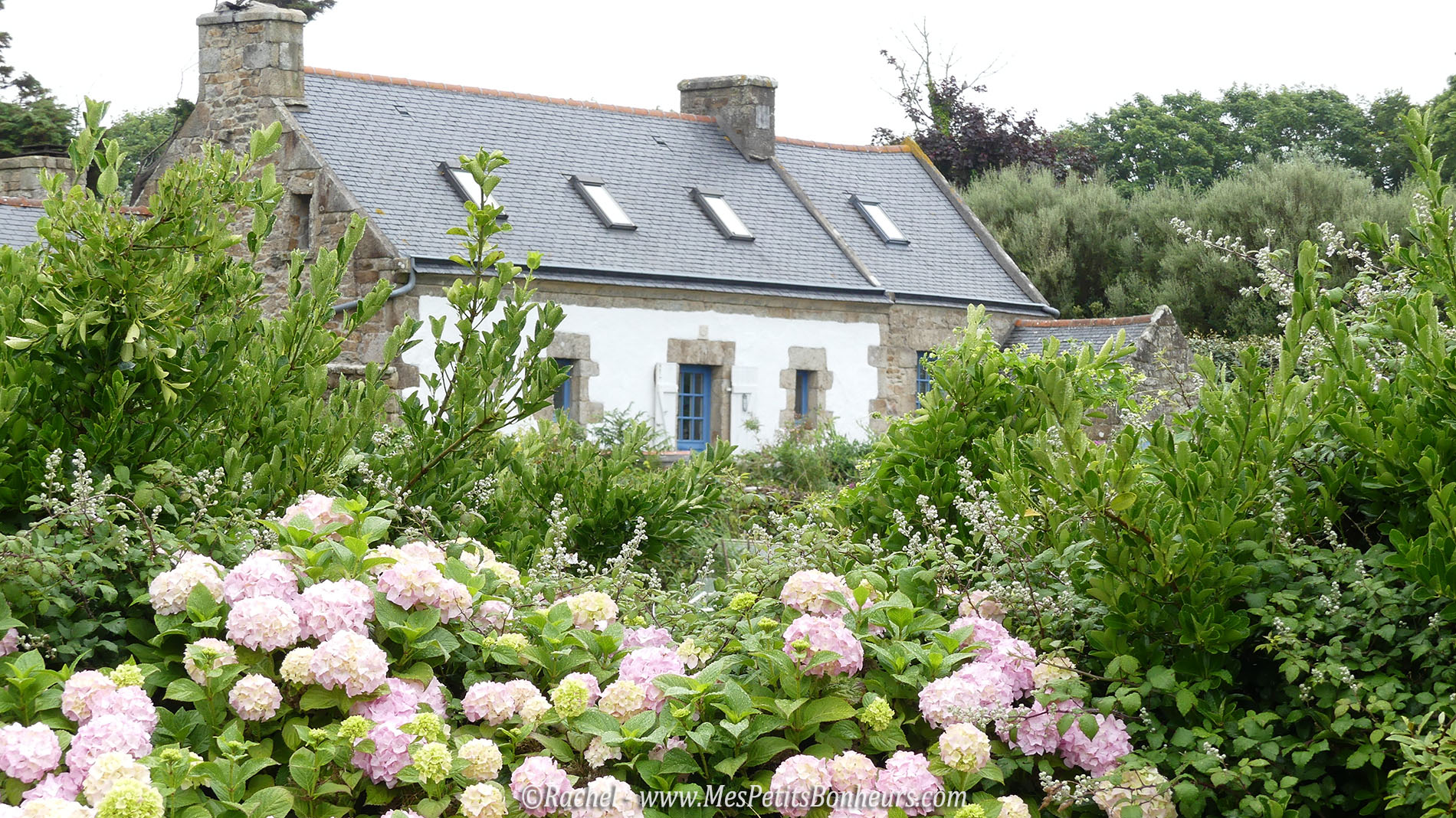 hortensia et maison bretonne