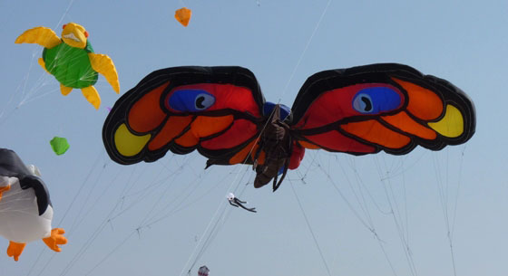 papillon-geant_cerf-volant_berck-2010